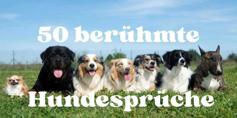 50 berühmte Hundesprüche – Schöne Zitate für Hundemenschen