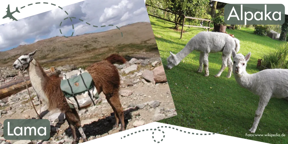 Die faszinierende Welt der Alpaka- und Lama-Wanderungen